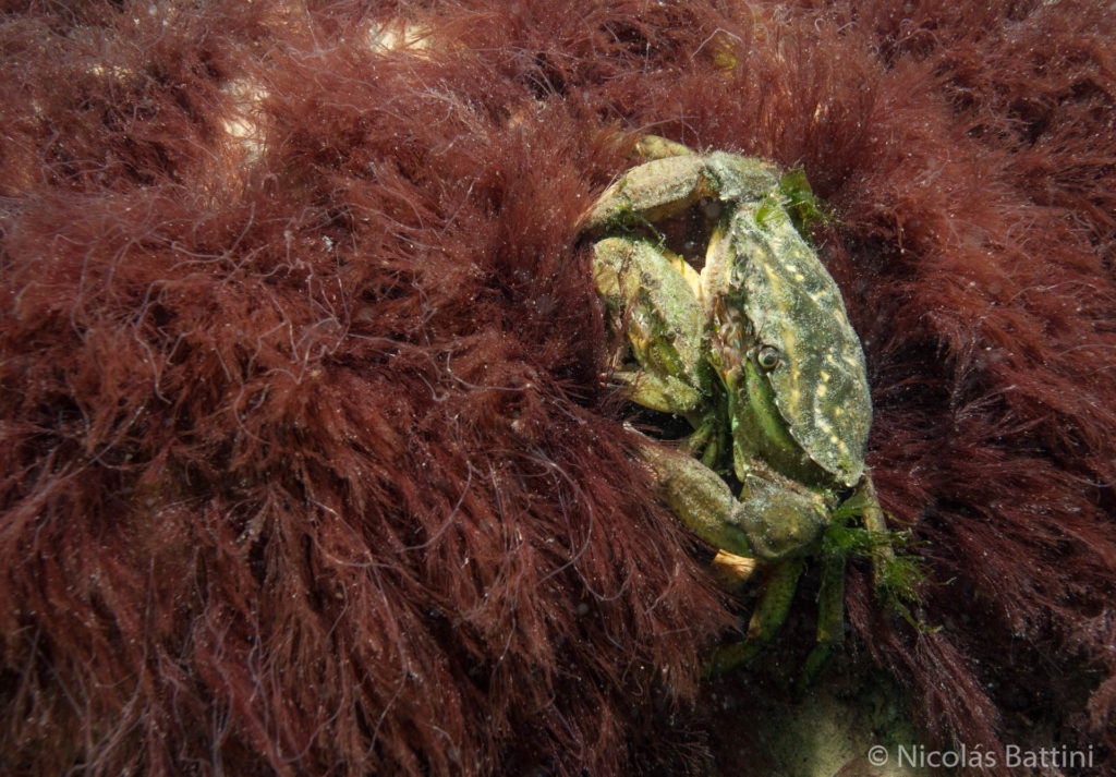 Pareja de Carcinus maenas sobre algas rojas