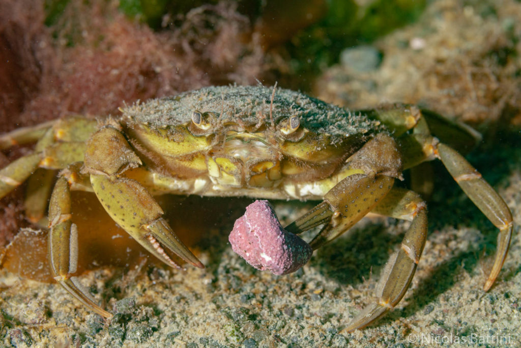 Carcinus maenas alimentándose de Tegula patagonica