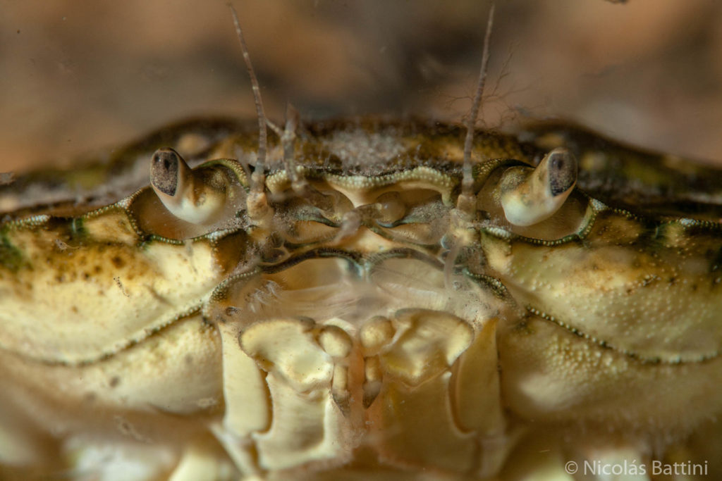 Detalle del rostro de Carcinus maenas