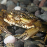 Carcinus maenas