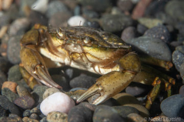 Carcinus maenas