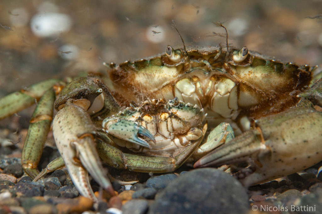 Abrazo nupcial de Carcinus maenas