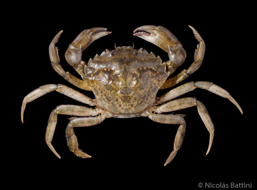 Vista dorsal de Carcinus maenas