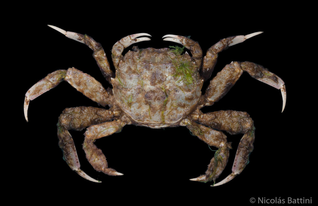 Especie similar a Carcinus maenas