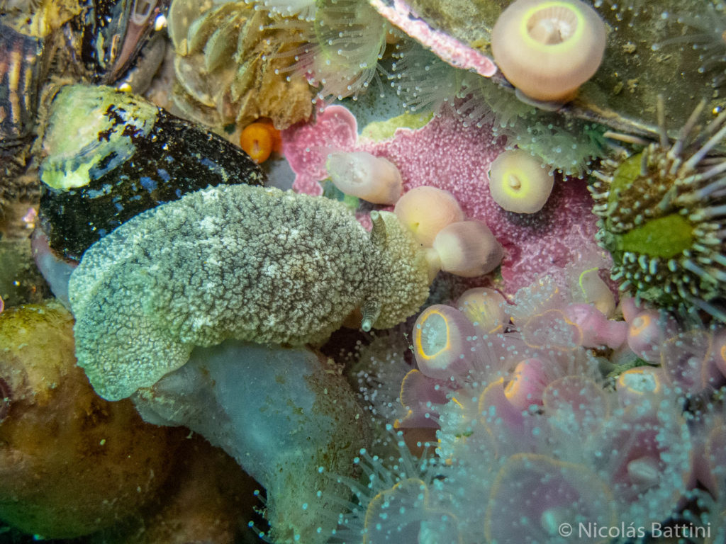 Pleurobranchaea maculata alimentandose de una anemona