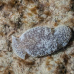 Babosa de mar moteada