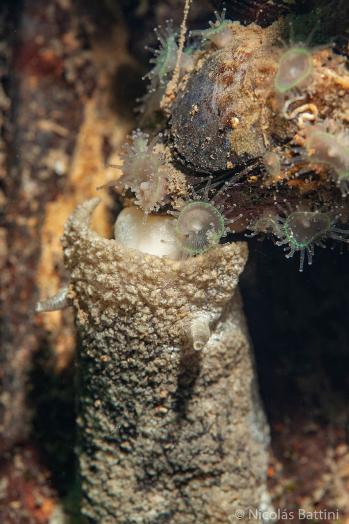 Pleurobranchaea maculata alimentandose de Corynactis carnea