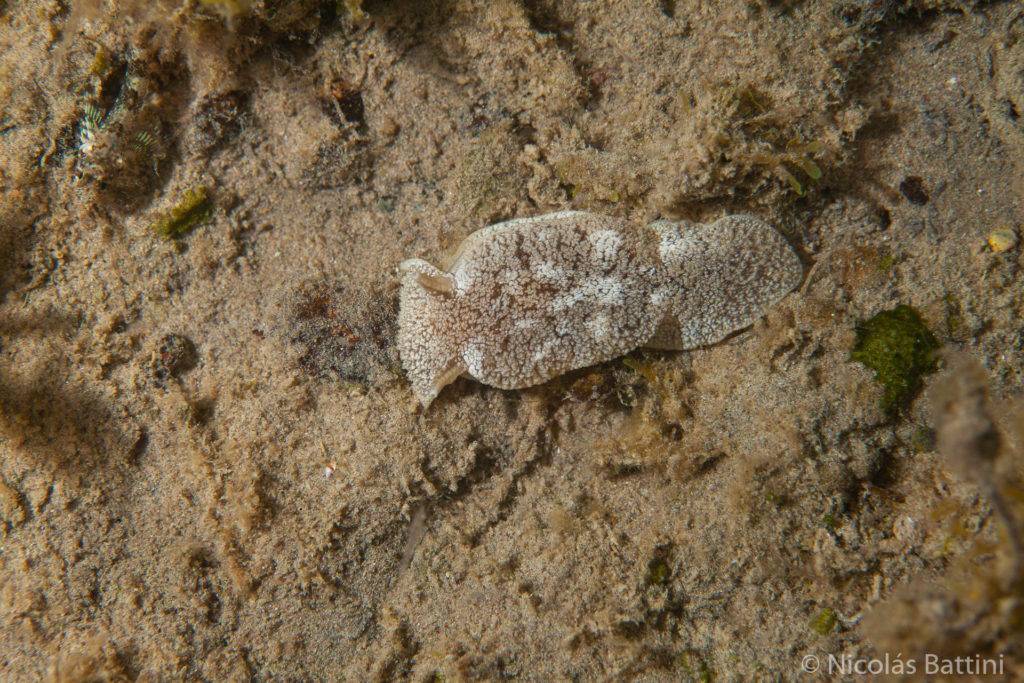 Babosa de mar moteada