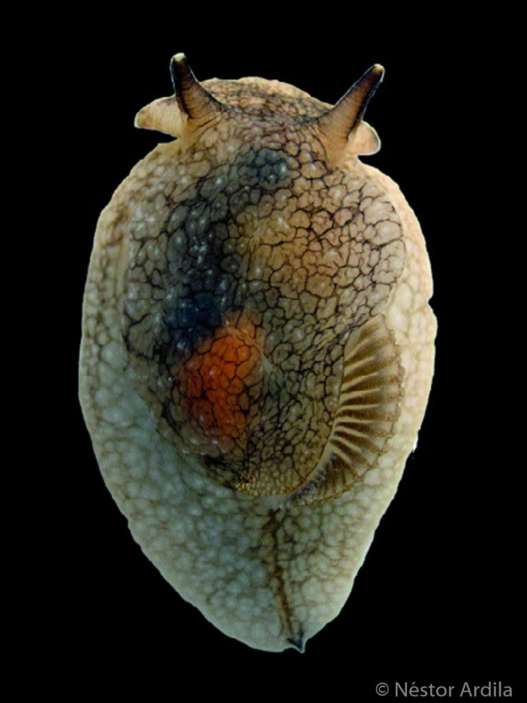 Especie similar a Pleurobranchaea maculata