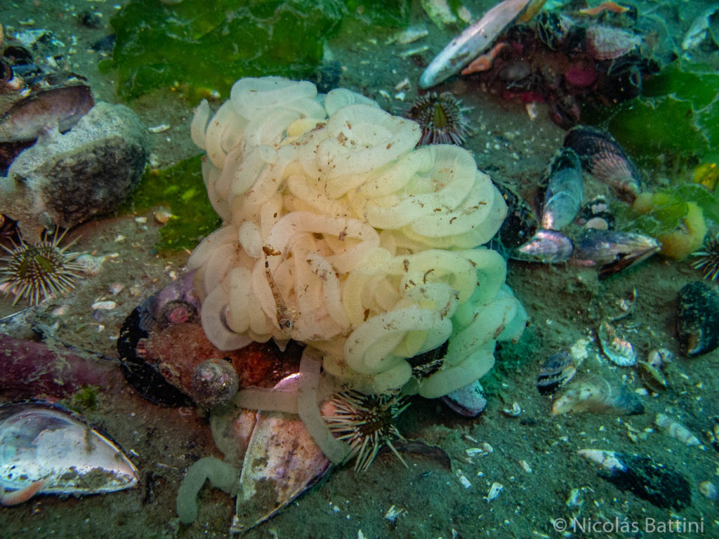 Puestas de Pleurobranchaea maculata