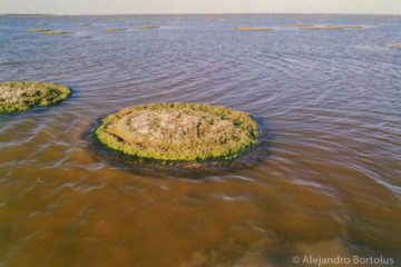 Arrecife del Gusano formador de arrecifes