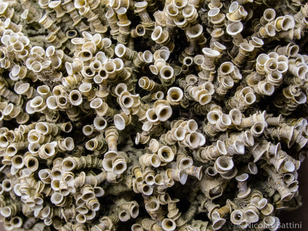 Detalle de los tubos calcáreos del gusano formador de arrecifes