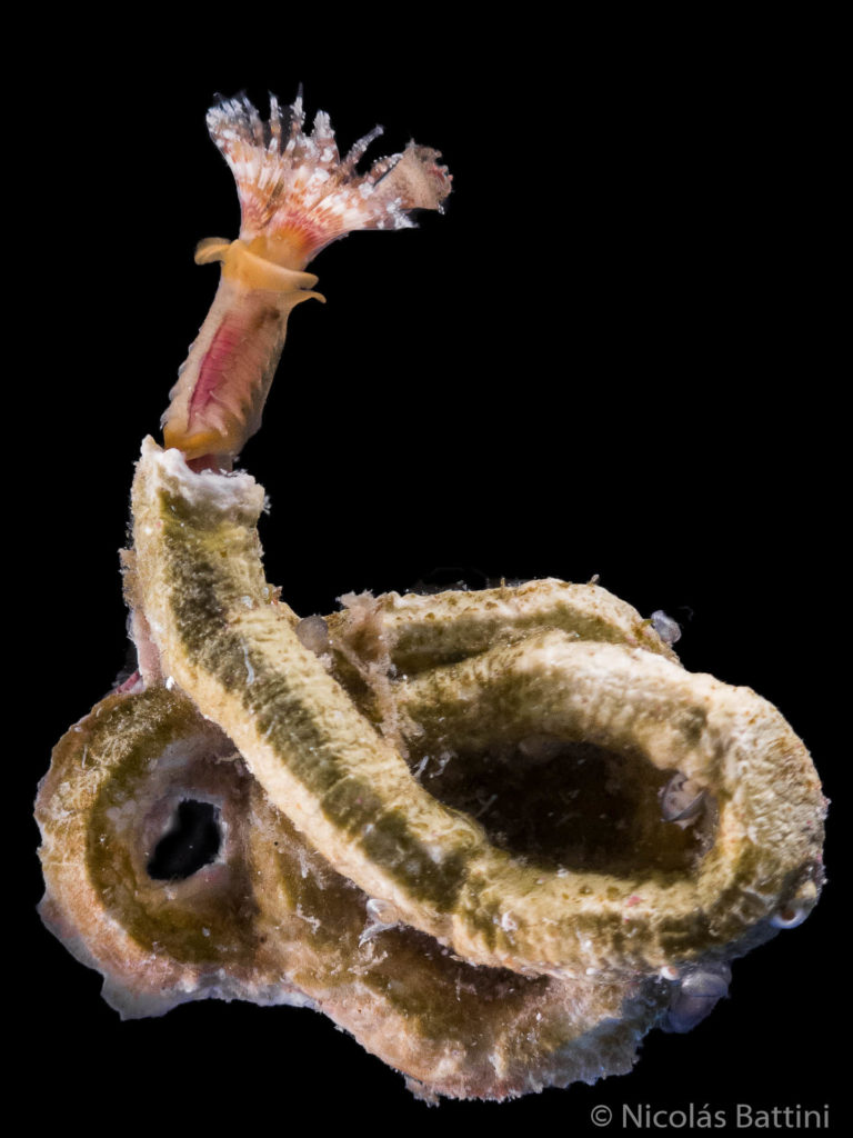 Hydroides plateni