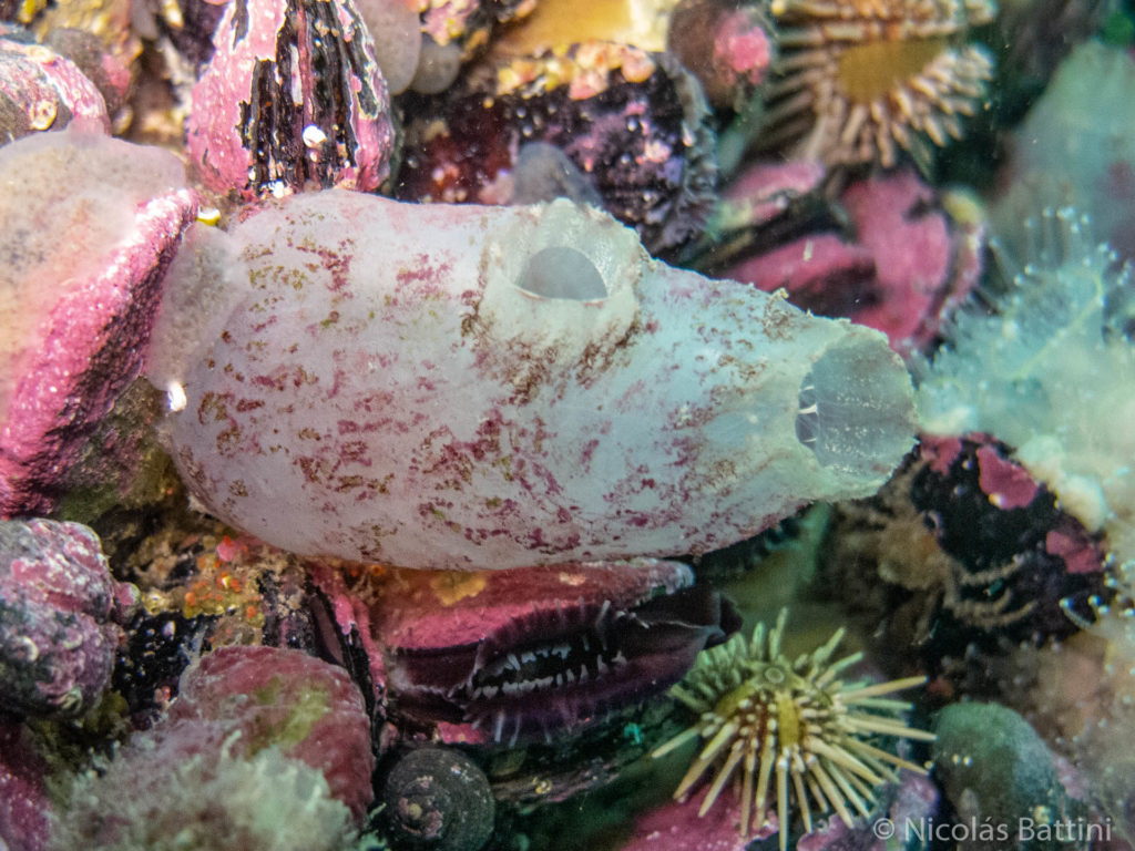 Ejemplar de Ascidiella aspersa