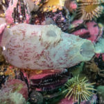 Ejemplar de Ascidiella aspersa