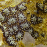 Botryllus schlosseri morfo negro