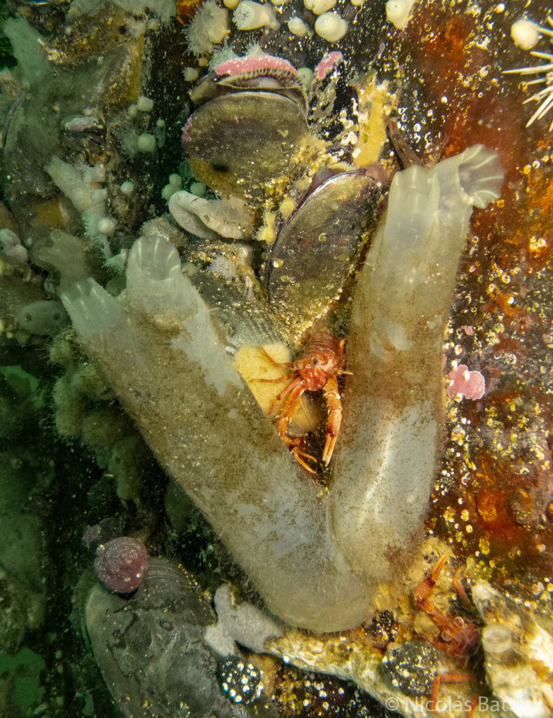 Dos ejemplares de Ciona robusta sobre un muelle
