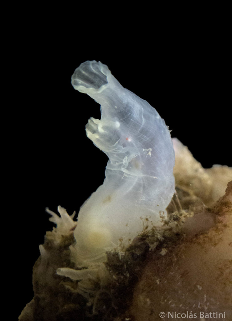 Especie similar a Ciona robusta