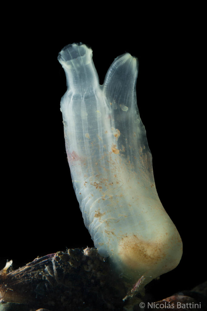 Ciona robusta
