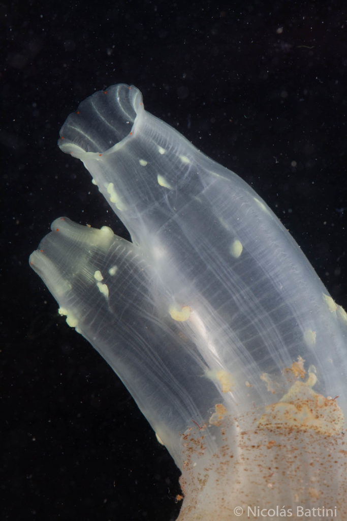 Detalle de Ciona robusta