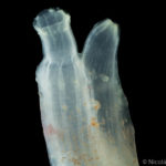 Detalle de Ciona robusta