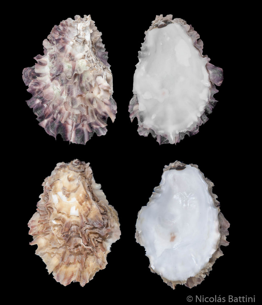 Valvas de Crassostrea gigas