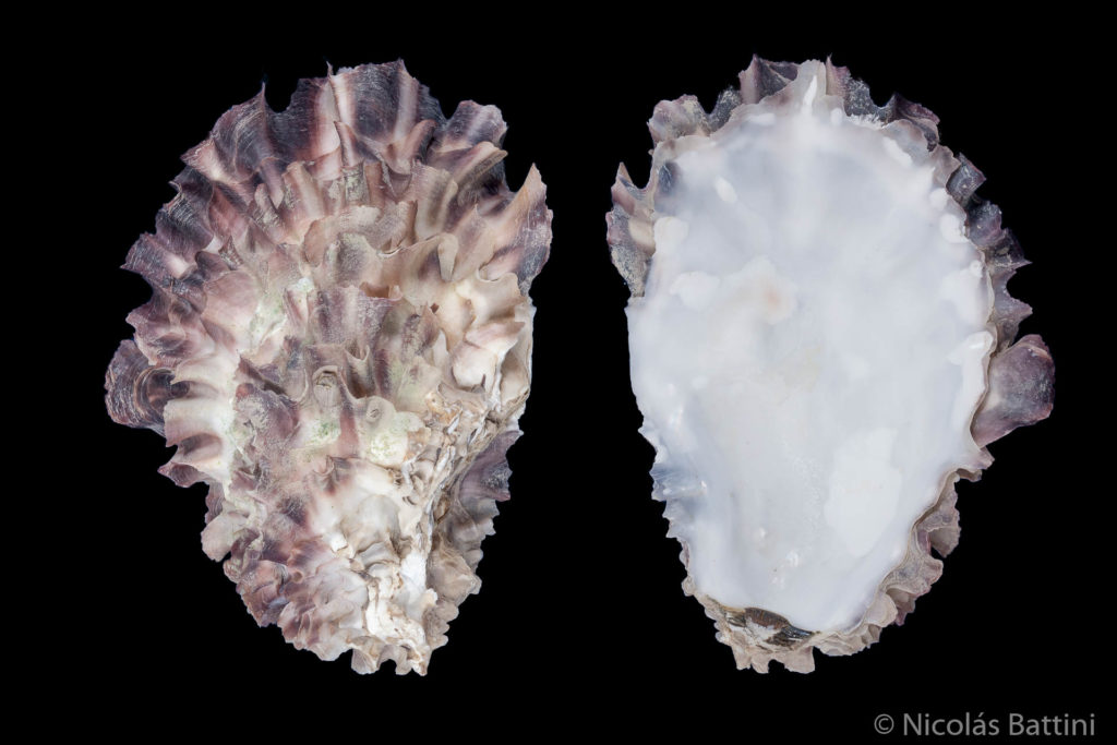 Valva de Crassostrea gigas