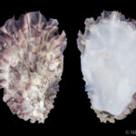 Valva de Crassostrea gigas