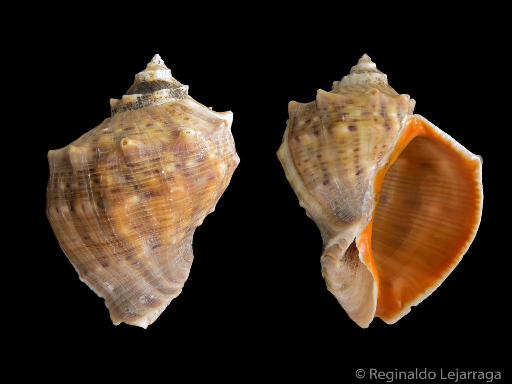 Rapana venosa shell