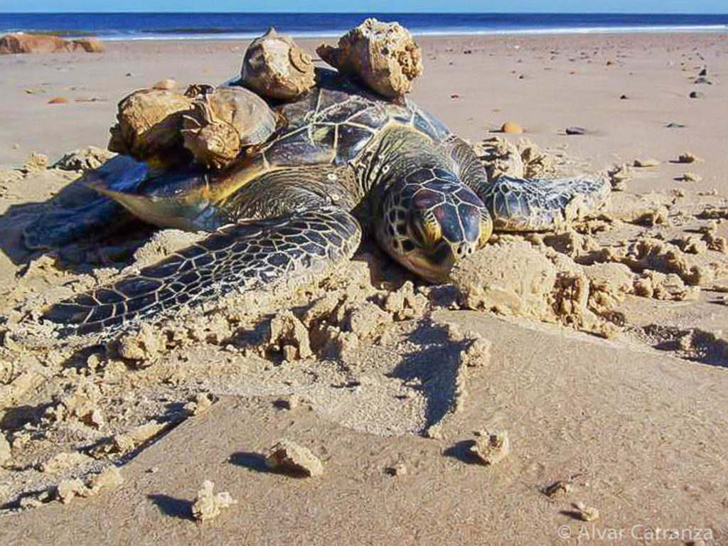 Rapana venosa sobre Tortuga verde