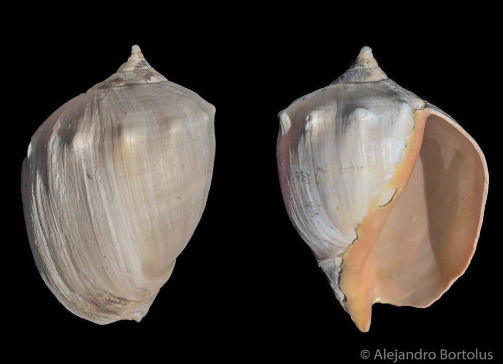 Adelomelon brasiliana