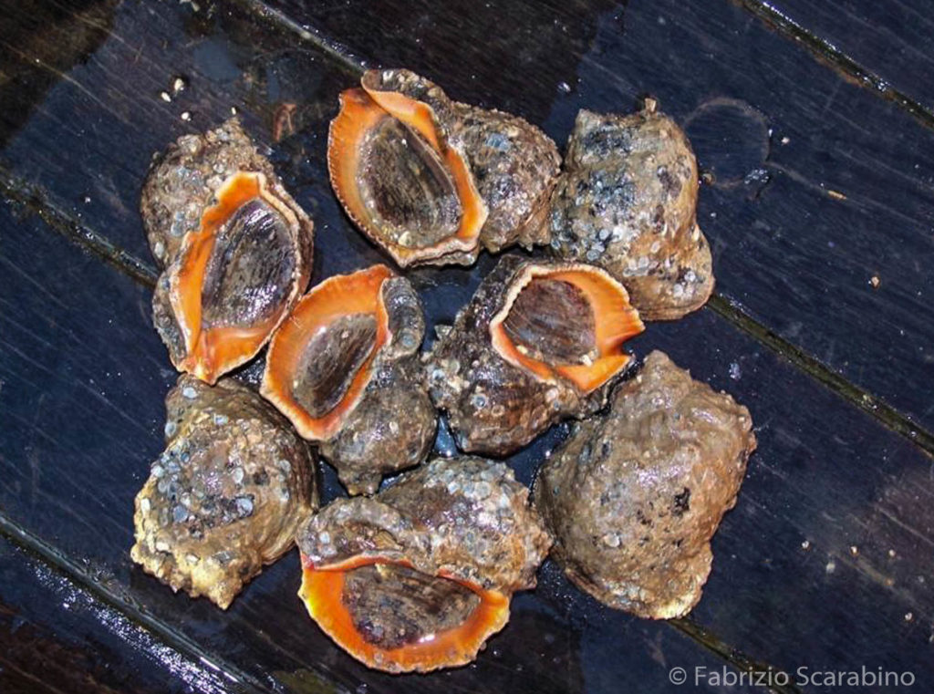Rapana venosa