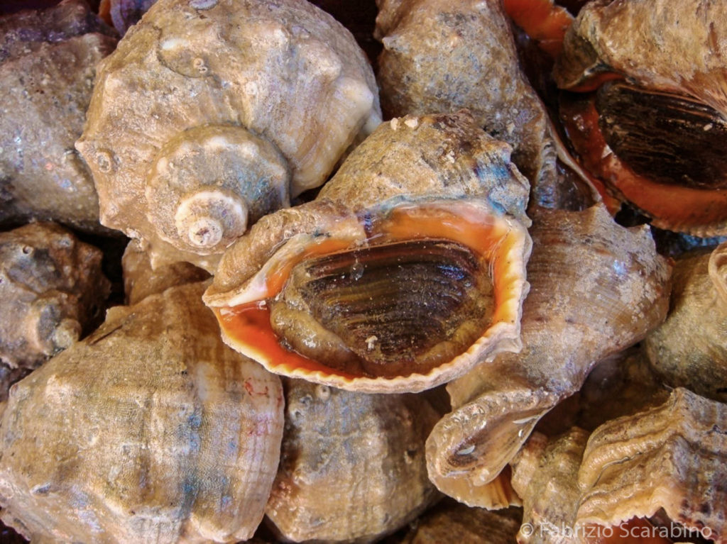 Rapana venosa