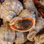 Rapana venosa