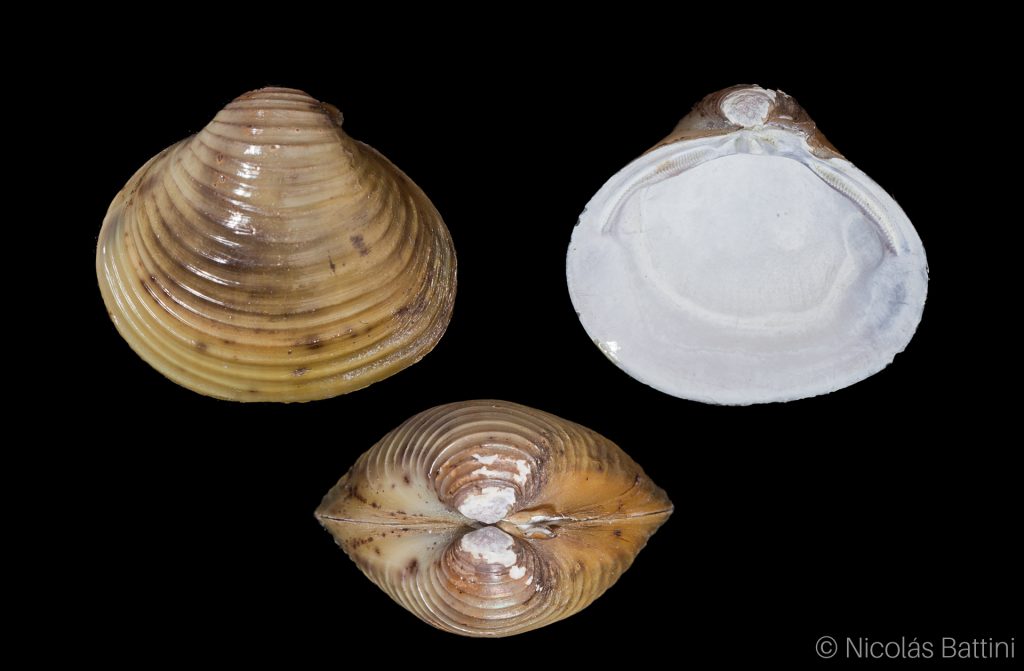 Corbicula