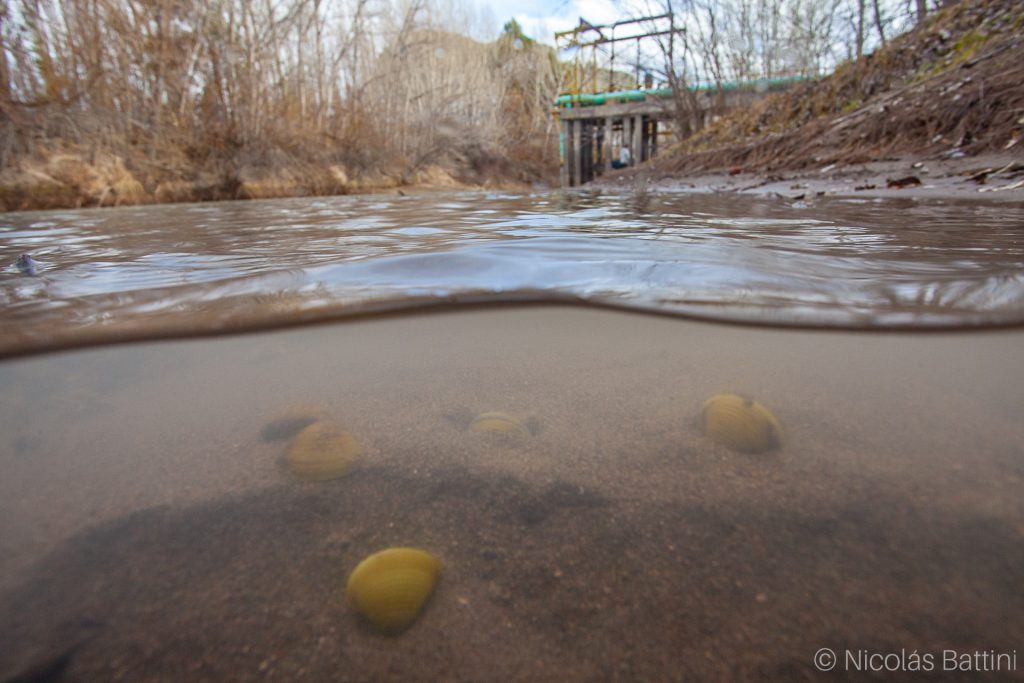 Corbicula en el Rio Chubut